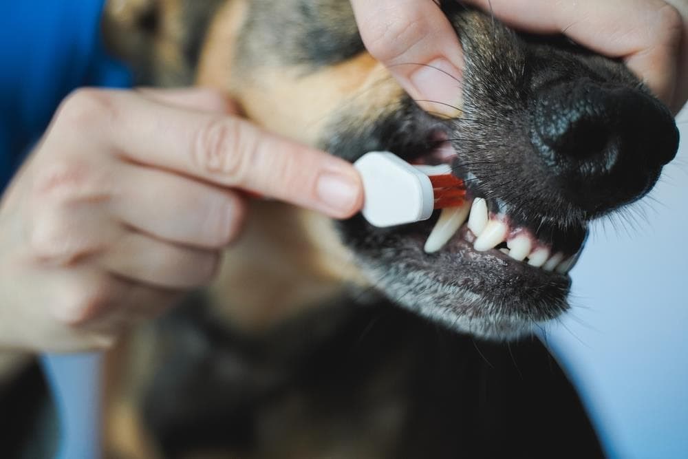 ¿Cada cuánto se debe de hacer una revisión dental al perro o al gato?