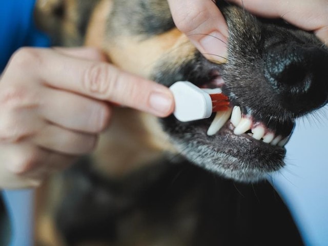 ¿Cada cuánto se debe de hacer una revisión dental al perro o al gato?