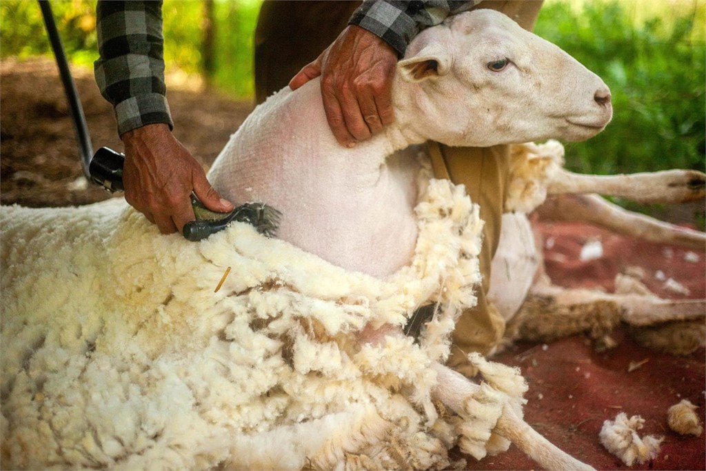 ¿Cada cuánto tiempo hay que rapar a las ovejas?