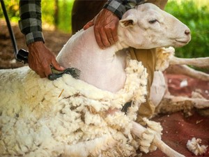 ¿Cada cuánto tiempo hay que rapar a las ovejas?