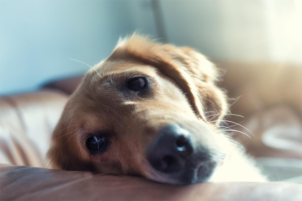 Cálculo urinario en perros: qué es, causas y tratamiento