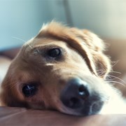 Cálculo urinario en perros: qué es, causas y tratamiento
