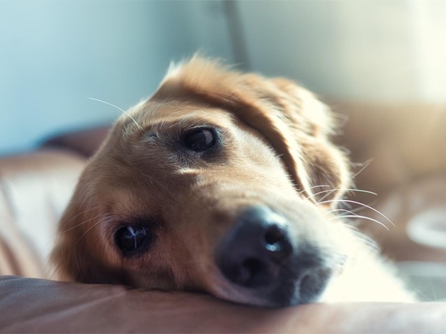 Cálculo urinario en perros: qué es, causas y tratamiento