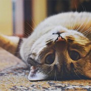 Calendario de vacunación de gatos