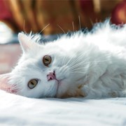 Carcinoma en gatos blancos: qué es, síntomas y tratamiento