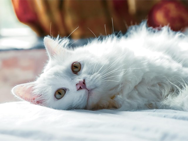 Carcinoma en gatos blancos: qué es, síntomas y tratamiento