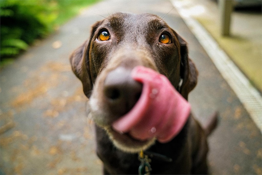 Causas y tratamiento de los mastocitomas en perros