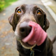 Causas y tratamiento de los mastocitomas en perros
