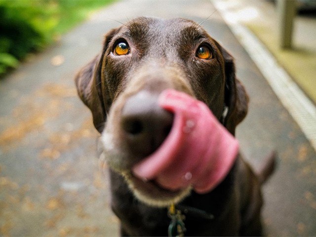 Causas y tratamiento de los mastocitomas en perros