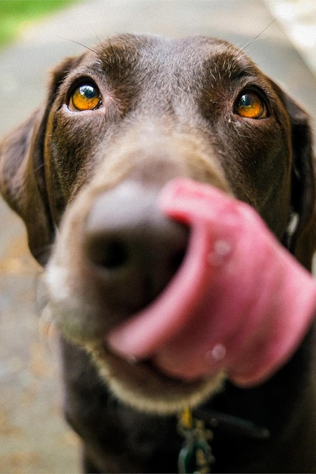 Causas y tratamiento de los mastocitomas en perros