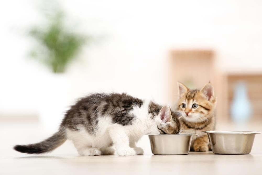 Comida de gato: ¿es la misma para un bebé que para un adulto?