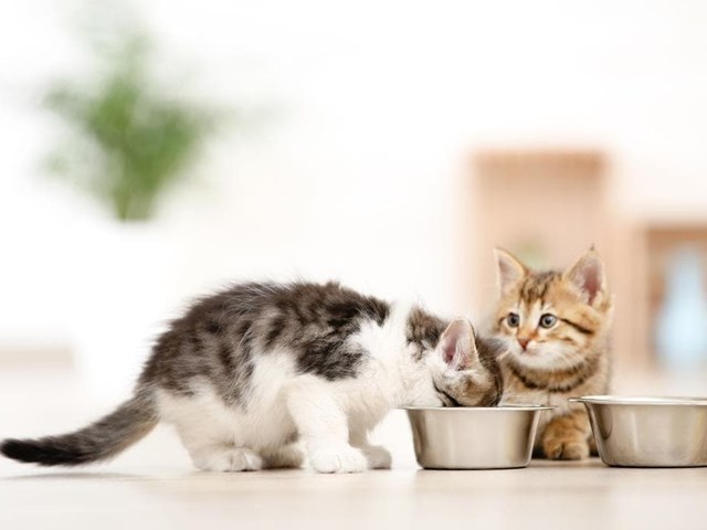 Comida de gato: ¿es la misma para un bebé que para un adulto?