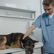 ¿Cómo se tratan los tumores intestinales en perros?