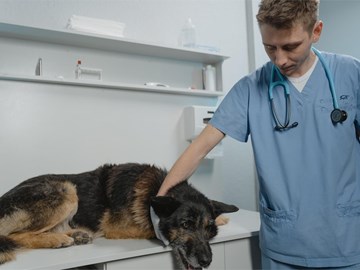 ¿Cómo se tratan los tumores intestinales en perros?