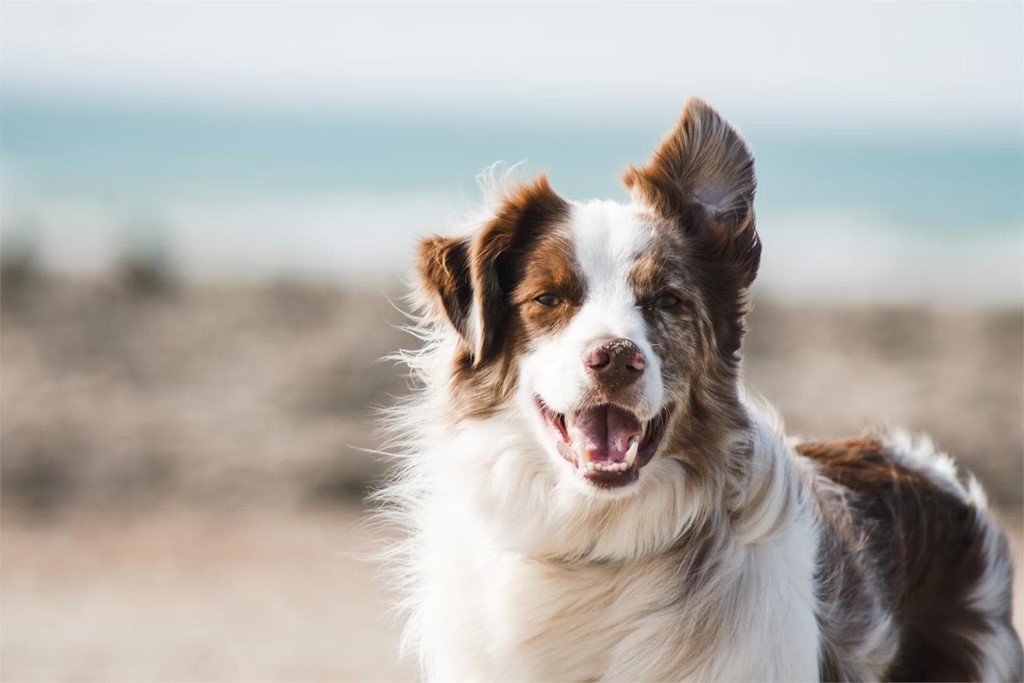 ¿Cuándo hay que hacerle una limpieza dental a un perro?