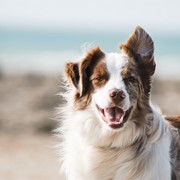¿Cuándo hay que hacerle una limpieza dental a un perro?