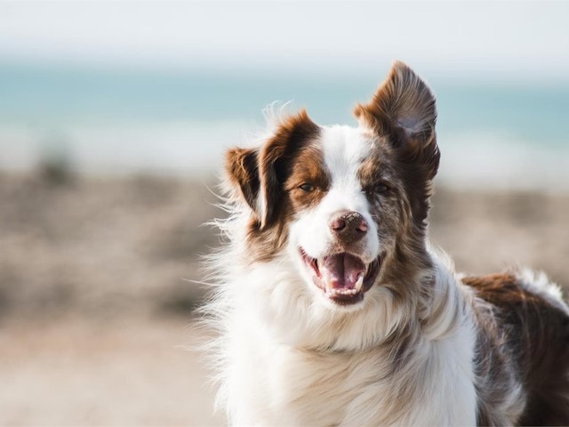 ¿Cuándo hay que hacerle una limpieza dental a un perro?