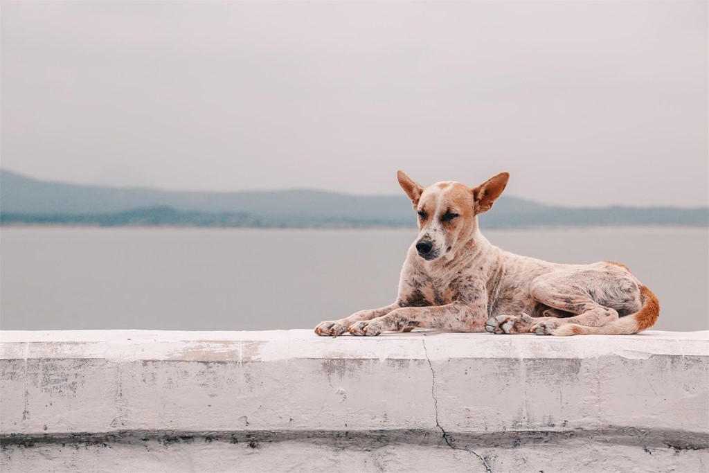 ¿Cuándo hay que vacunar a un perro de la leishmaniosis?