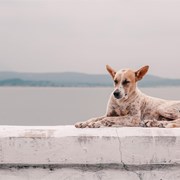 ¿Cuándo hay que vacunar a un perro de la leishmaniosis?