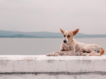 ¿Cuándo hay que vacunar a un perro de la leishmaniosis?