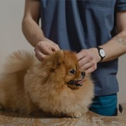 ¿Cuándo se debe vacunar un cachorro de perro? 