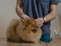 ¿Cuándo se debe vacunar un cachorro de perro? 