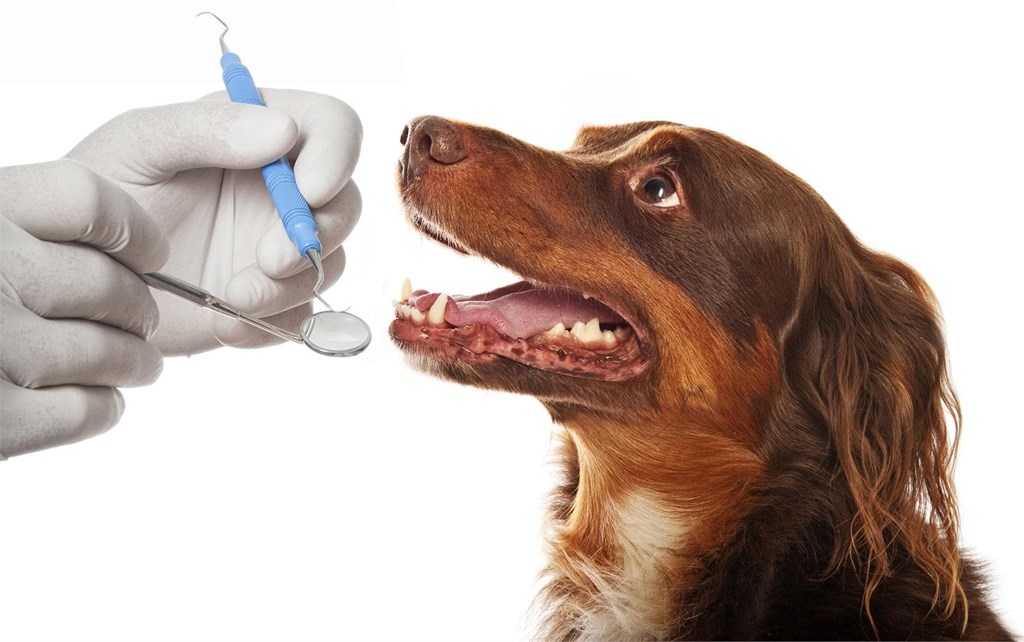 Cuidado dental de las mascotas: por qué es importante