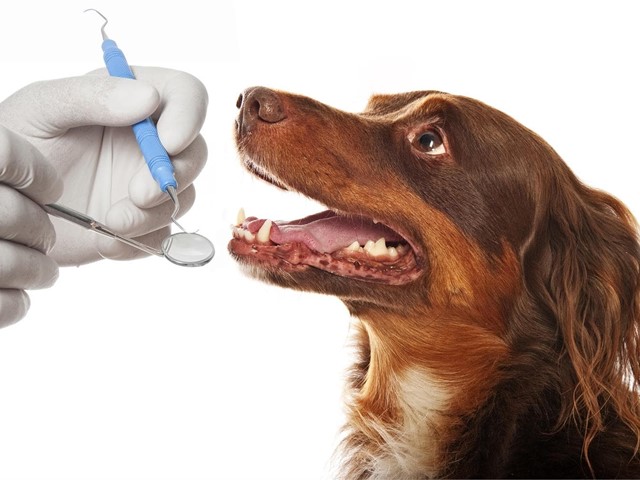 Cuidado dental de las mascotas: por qué es importante