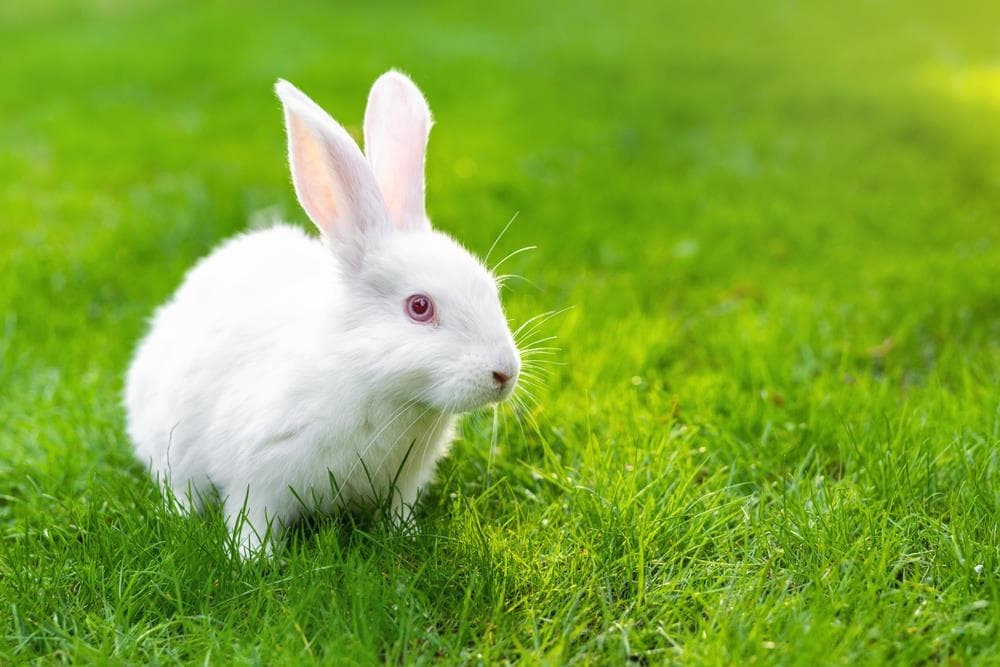 Curiosidades sobre los conejos