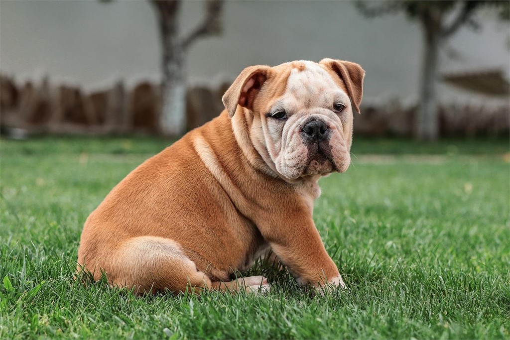 Desparasitación de cachorros: ¿cuándo debe hacerse?