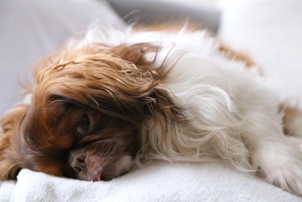 Diagnóstico y tratamiento de la hernia perineal en perros