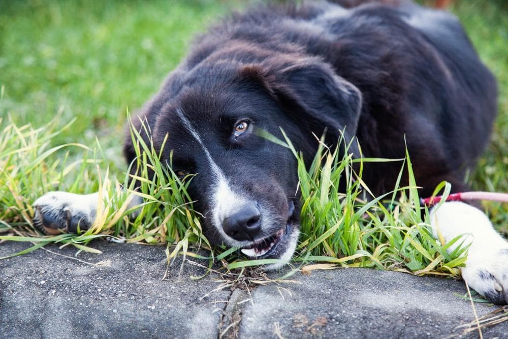 ¿Es cierto que si un perro come hierba es que está mal del estómago?