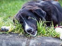¿Es cierto que si un perro come hierba es que está mal del estómago?