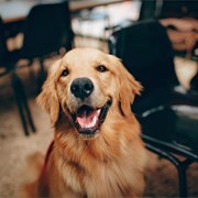 Filariosis canina: ¿qué es y cómo se puede prevenir?