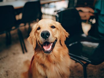 Filariosis canina: ¿qué es y cómo se puede prevenir?