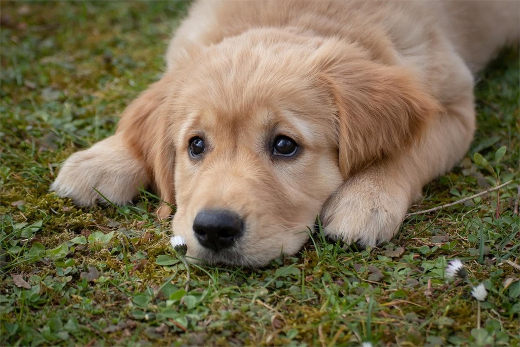 Giardiasis en cachorros: parásito intestinal común