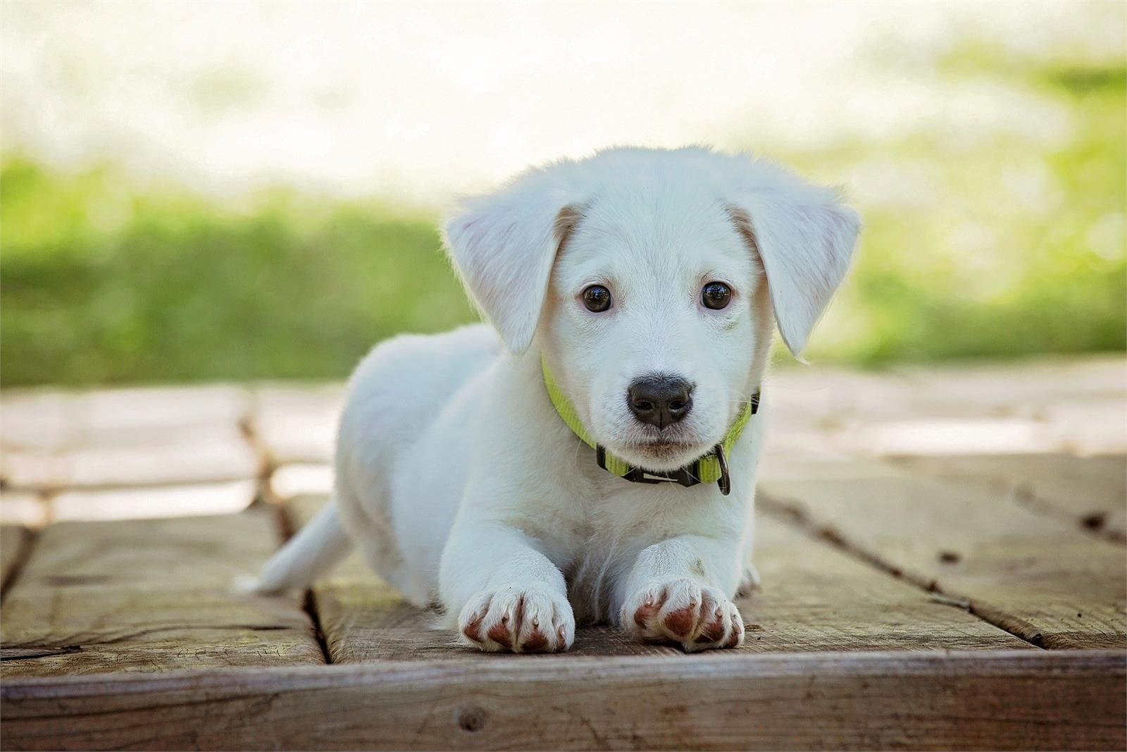 Giardiasis en cachorros: parásito intestinal común - Imagen 1