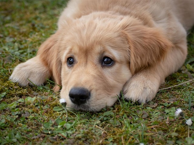 Giardiasis en cachorros: parásito intestinal común