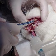 Gingivitis en gatos: ¿cómo se trata?