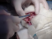Gingivitis en gatos: ¿cómo se trata?