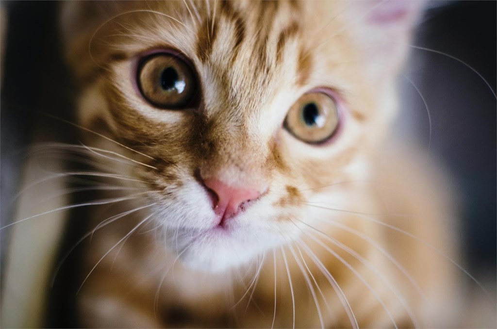 Hipotiroidismo felino: ¿qué es y cuál es el tratamiento?