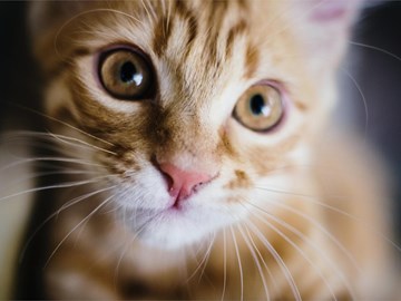Hipotiroidismo felino: ¿qué es y cuál es el tratamiento?