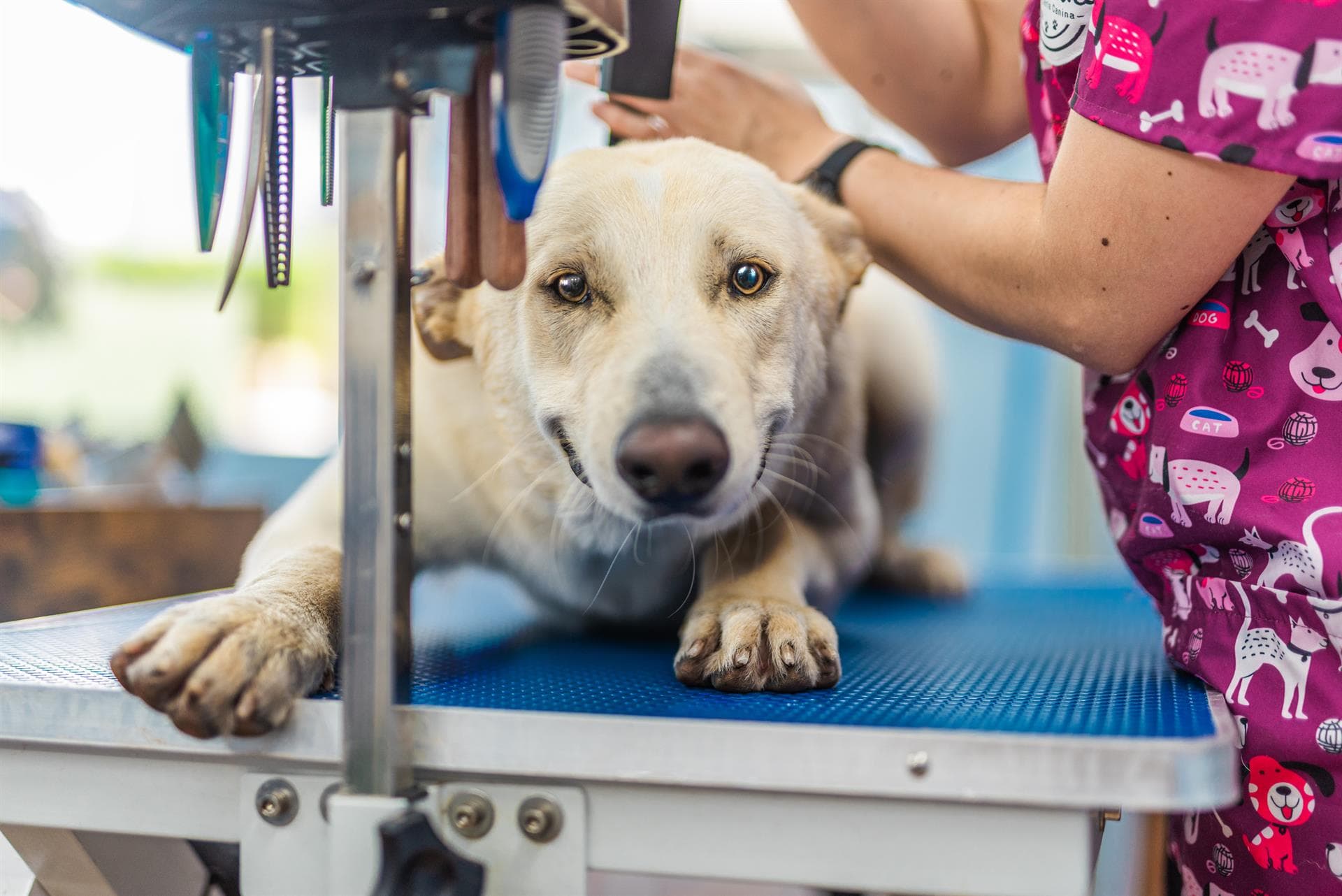 Servicio de peluquería para mascotas en Vigo