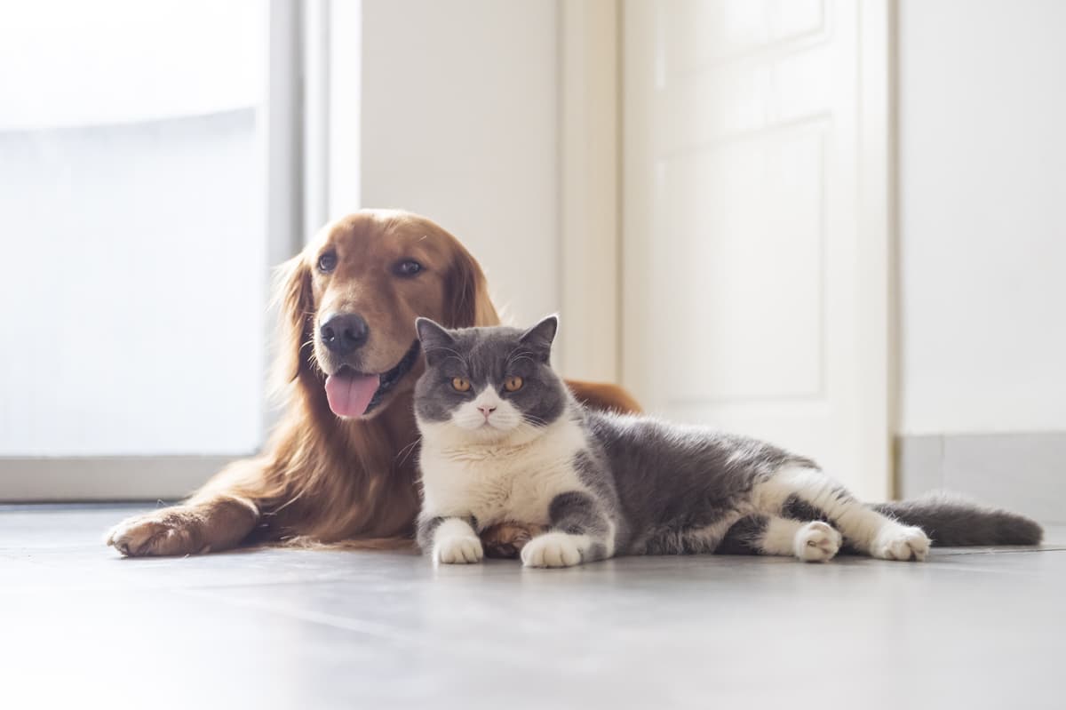 Conoce todo lo que podemos hacer por tu mascota