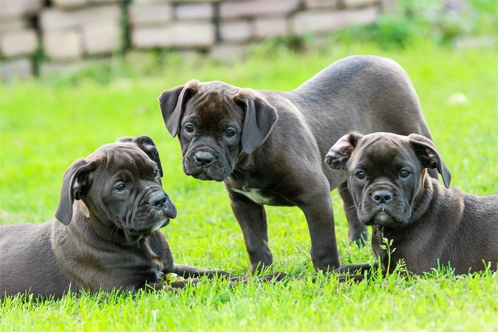 Importancia de la vacunación de los cachorros