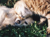Intususcepción intestinal en perros y gatos