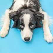 Leishmaniosis: ¿qué es y cómo prevenirla?