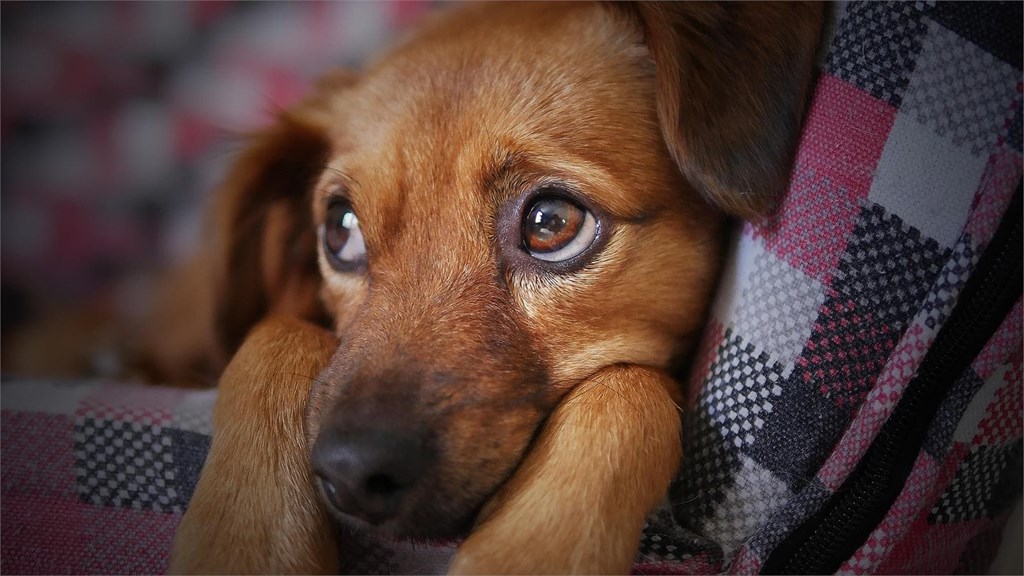 Linfoma canino: qué es y cuál es su tratamiento