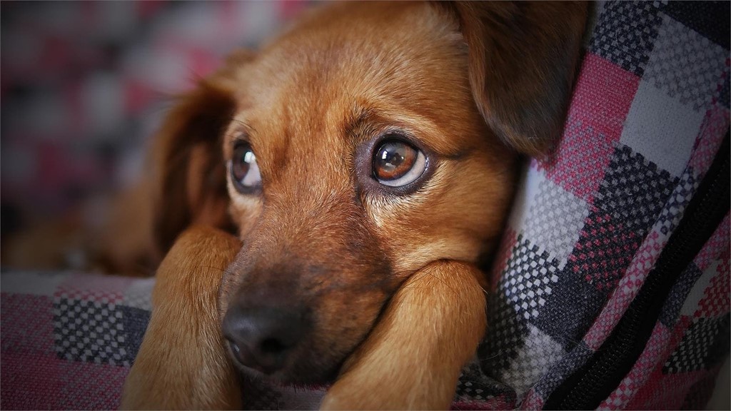 Linfoma canino: qué es y cuál es su tratamiento