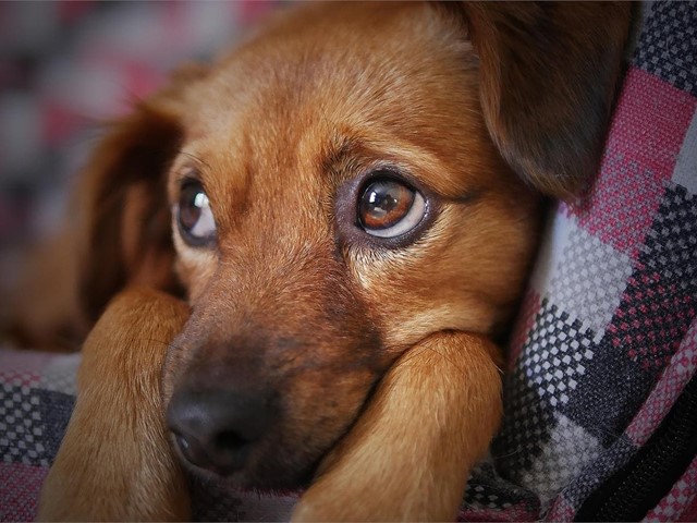 Linfoma canino: qué es y cuál es su tratamiento